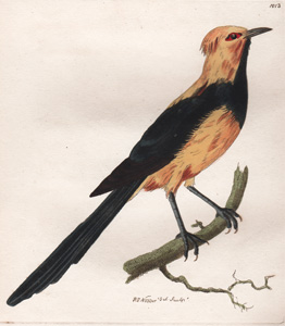 The Austalasian Thrush